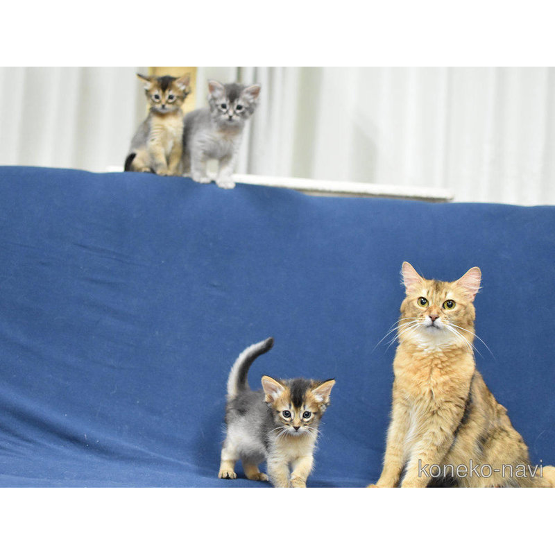 販売中の大阪府のソマリ-121395の3枚目